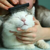 Как правильно вычесывать кошек: подборка важных советов для заботливых хозяев