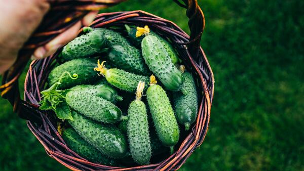 Как вырастить вкусные и хрустящие огурцы: пошаговый гид от агронома