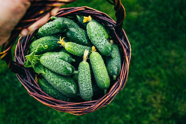 Как вырастить вкусные и хрустящие огурцы: пошаговый гид от агронома