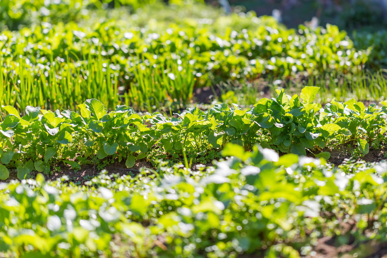 РљР&deg;Рє РїРѕСЃР&micro;СЏС&sbquo;СЊ СѓРєСЂРѕРї Рё РїР&micro;С&sbquo;СЂСѓС&euro;РєСѓ РІ Р&deg;РїСЂР&micro;Р&raquo;Р&micro;, С&Dagger;С&sbquo;РѕР&plusmn;С&lsaquo; СЃРѕР&plusmn;РёСЂР&deg;С&sbquo;СЊ СЃРІР&micro;Р&para;РёР№ СѓСЂРѕР&para;Р&deg;Р№ РґРѕ СЃР&deg;РјС&lsaquo;С&hellip; Р&middot;Р&deg;РјРѕСЂРѕР&middot;РєРѕРІ