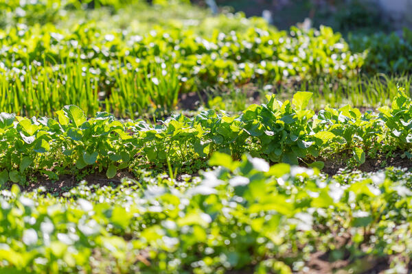 Как посеять укроп и петрушку в апреле, чтобы собирать свежий урожай до самых заморозков