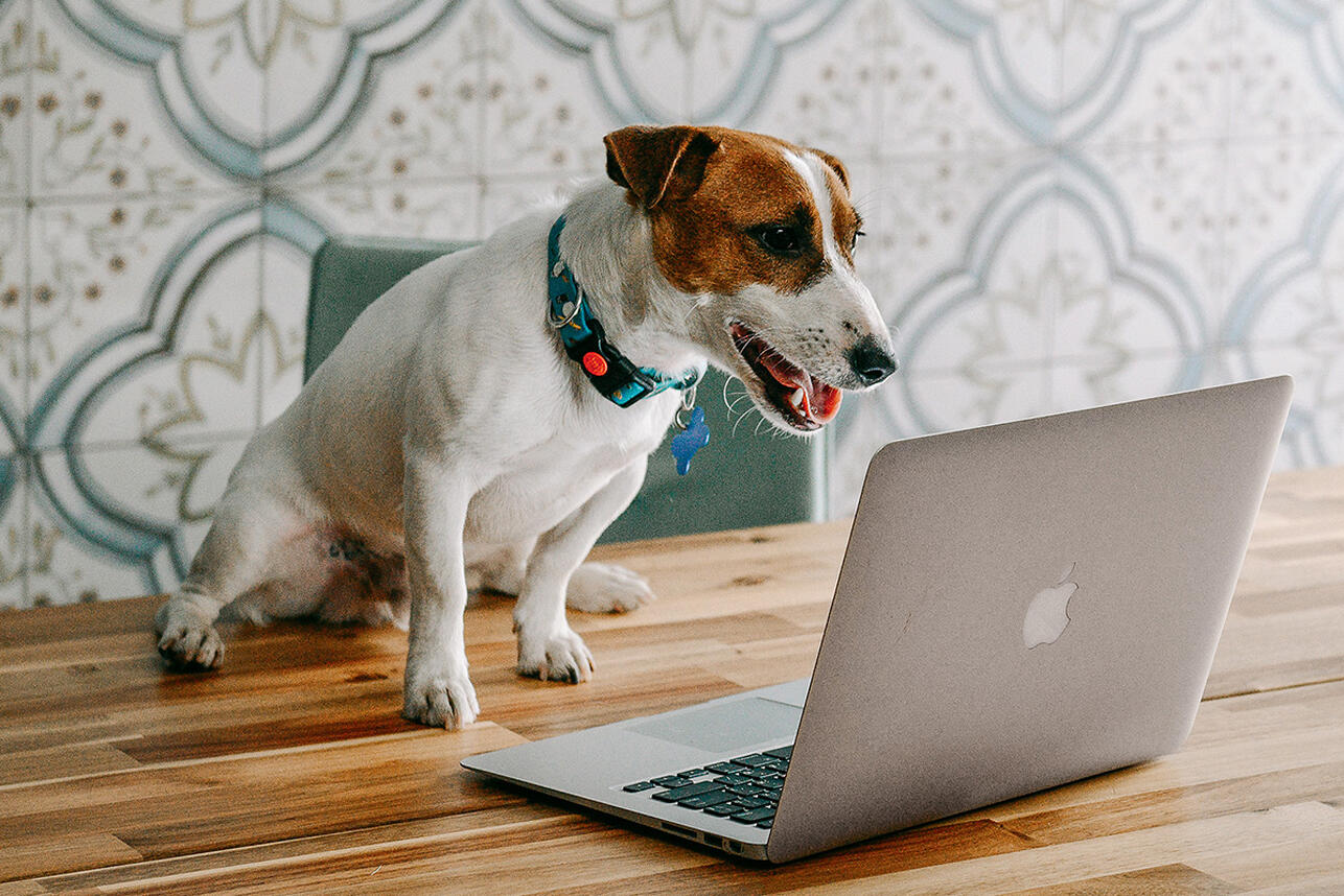 Четвероногий артист