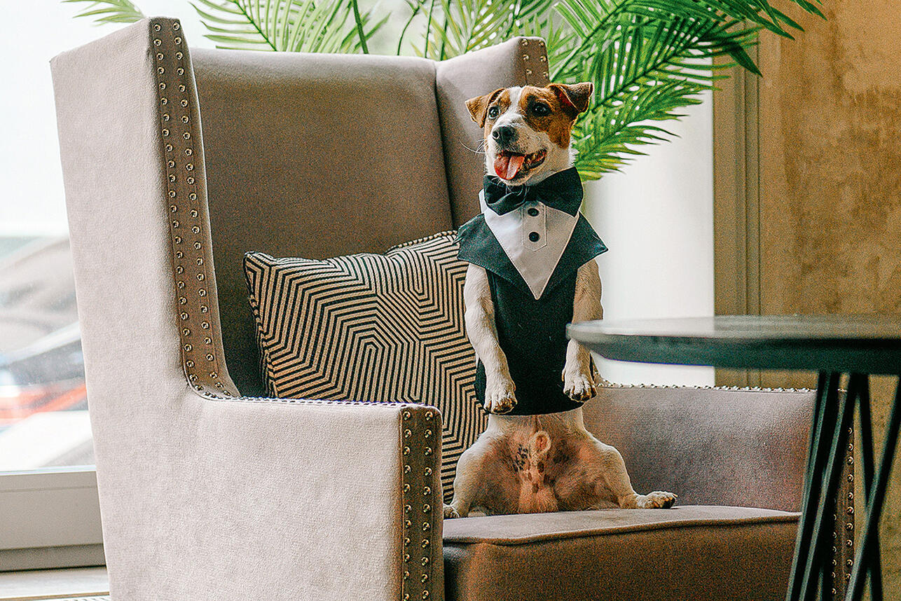 Четвероногий артист