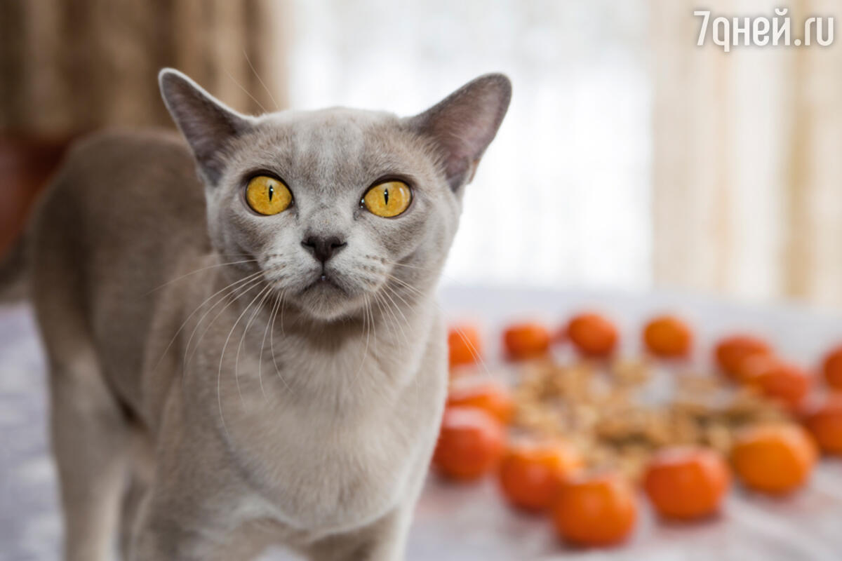 Бурманская кошка: описание породы, характер, фото и стоимость котят