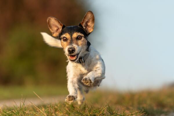 Зумис у собак: опасный симптом или приступ активности