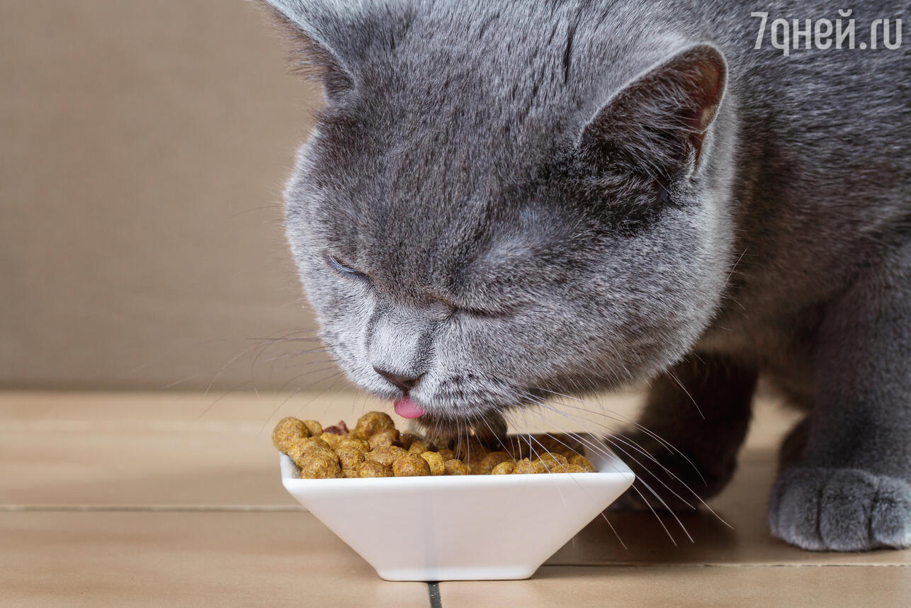 Можно ли кормить кота только сухим. Кошка кушает. Кот ест. Котенок кушает. Что кушают британские котята.