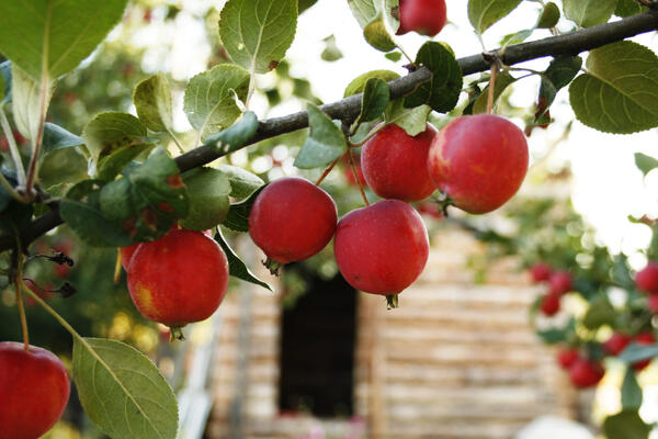 Топор в сторону: садовод из Подмосковья рассказал, как спасти яблони после снежной зимы