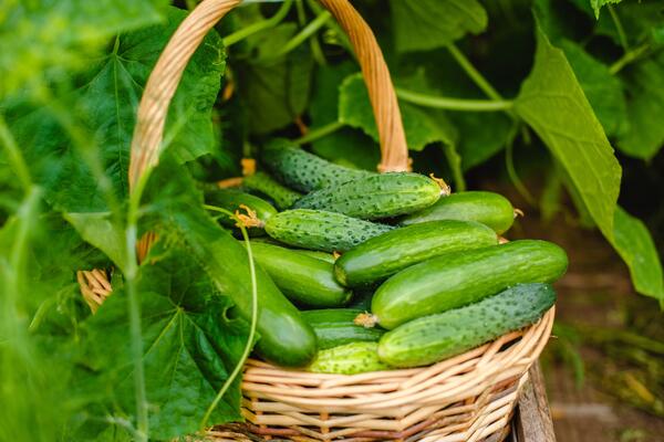 Спасите ваши огурцы: как уберечь растение от самого страшного вредителя  