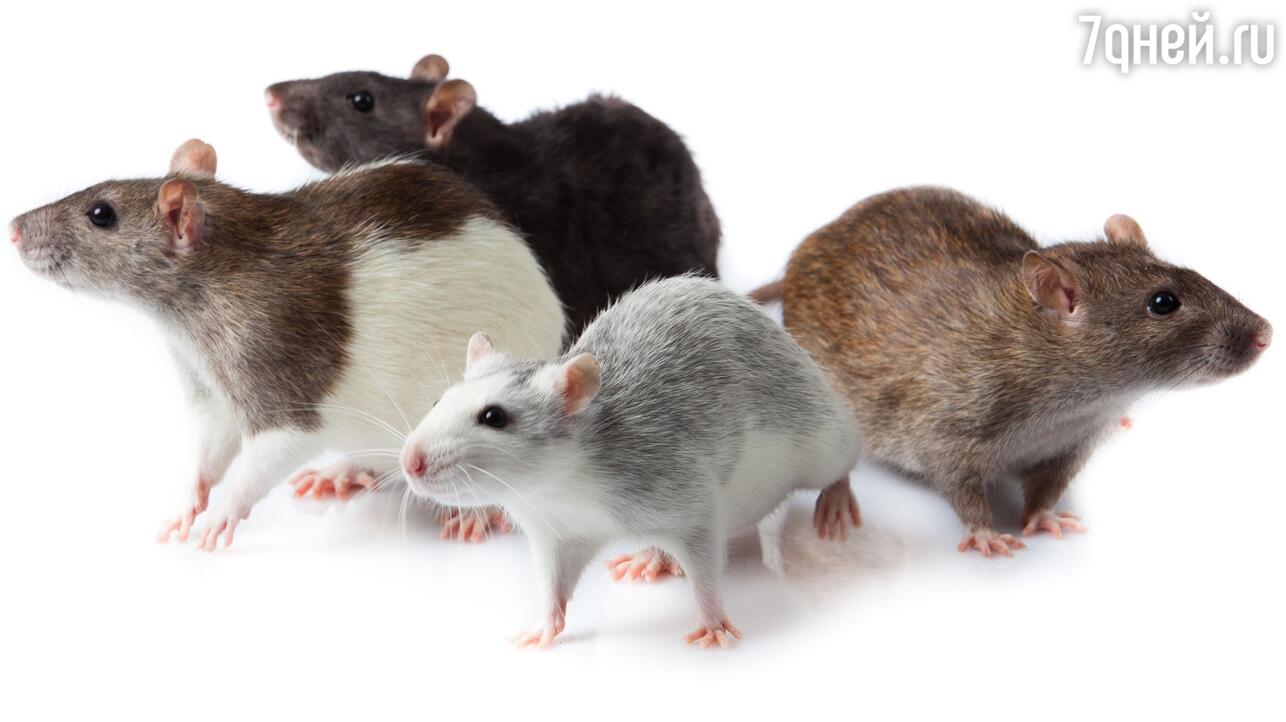 Как поймать крысу в домашних условиях