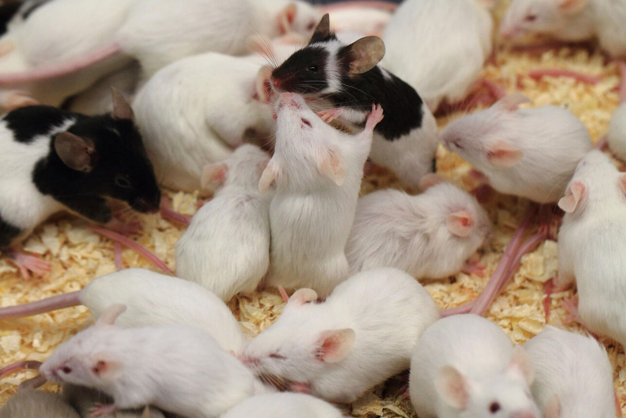 К чему снится мышь — сонник: мышь во сне | natali-fashion.ru