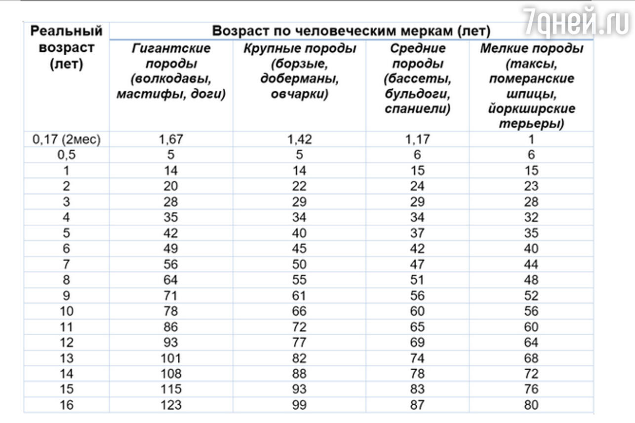 Год за семь идет: как определить возраст собак по человеческим меркам -  7Дней.ру