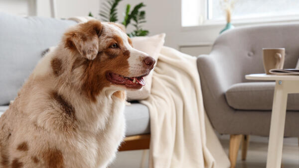 Почему на самом деле собака гоняется за своим хвостом и еще 5 странностей четвероногих друзей