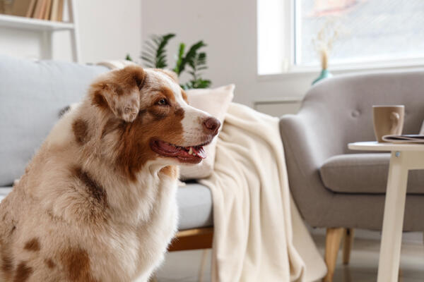 Почему на самом деле собака гоняется за своим хвостом и еще 5 странностей четвероногих друзей