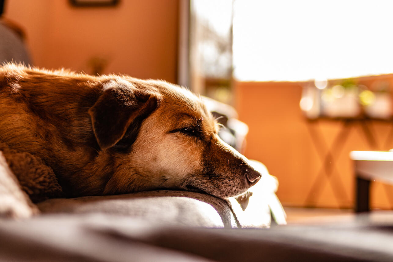 почему собака гоняется за хвостом, собака катается на попе, собака разрушает дом, собака писается при встрече, собака тянет поводок, странности поведения собак, советы ветеринара для собак, Анна Шишкина груминг, как дрессировать собаку дома, проблема параанальных желез у собак