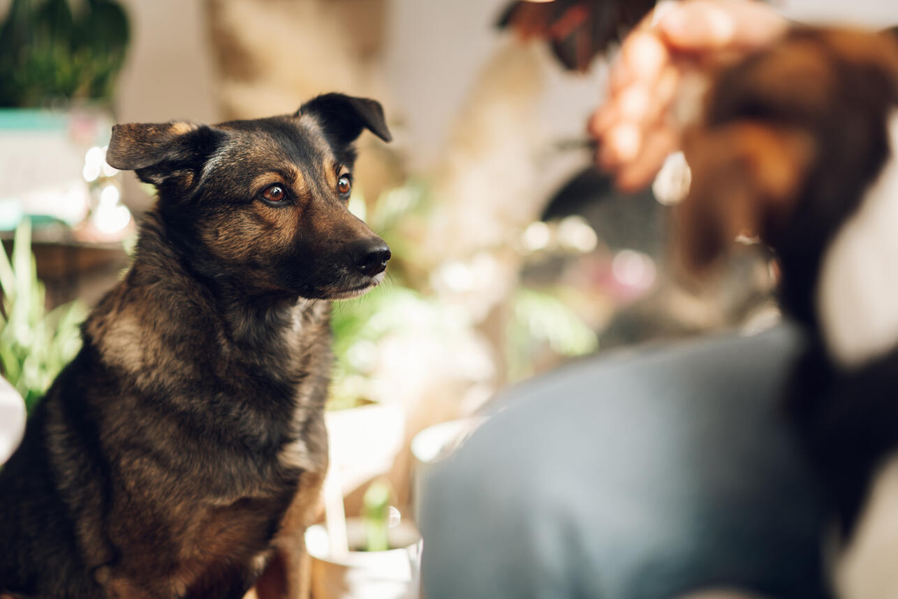 почему собака гоняется за хвостом, собака катается на попе, собака разрушает дом, собака писается при встрече, собака тянет поводок, странности поведения собак, советы ветеринара для собак, Анна Шишкина груминг, как дрессировать собаку дома, проблема параанальных желез у собак