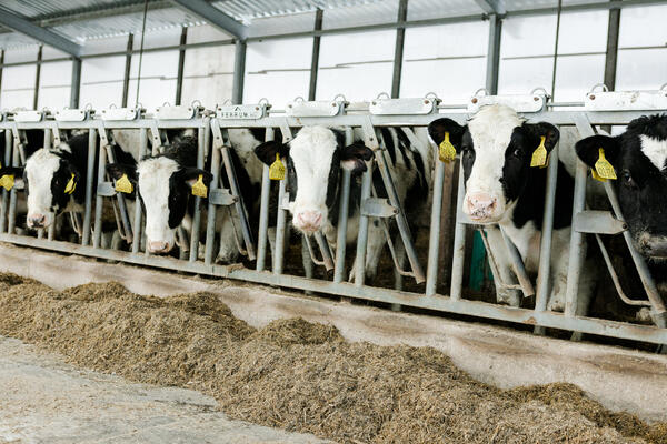 Торговая сеть и производитель сырого молока организовали пресс-тур на молочную ферму