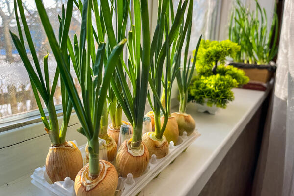 Первый «огород» на подоконнике