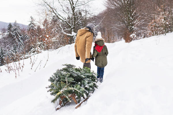 «Подарки» на елке: насколько опасен проснувшийся клещ на живом дереве 