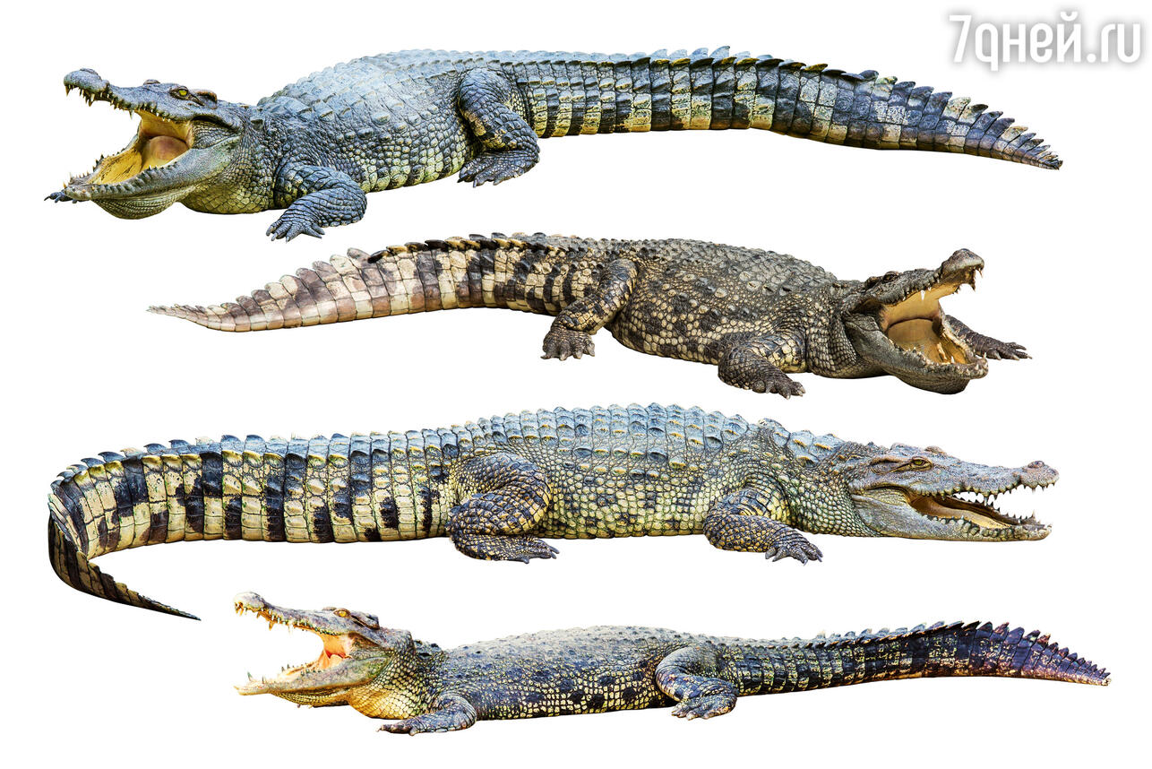 К чему снится крокодил во сне для женщины в воде: точное значение :: Гороскоп :: витамин-п-байкальский.рф