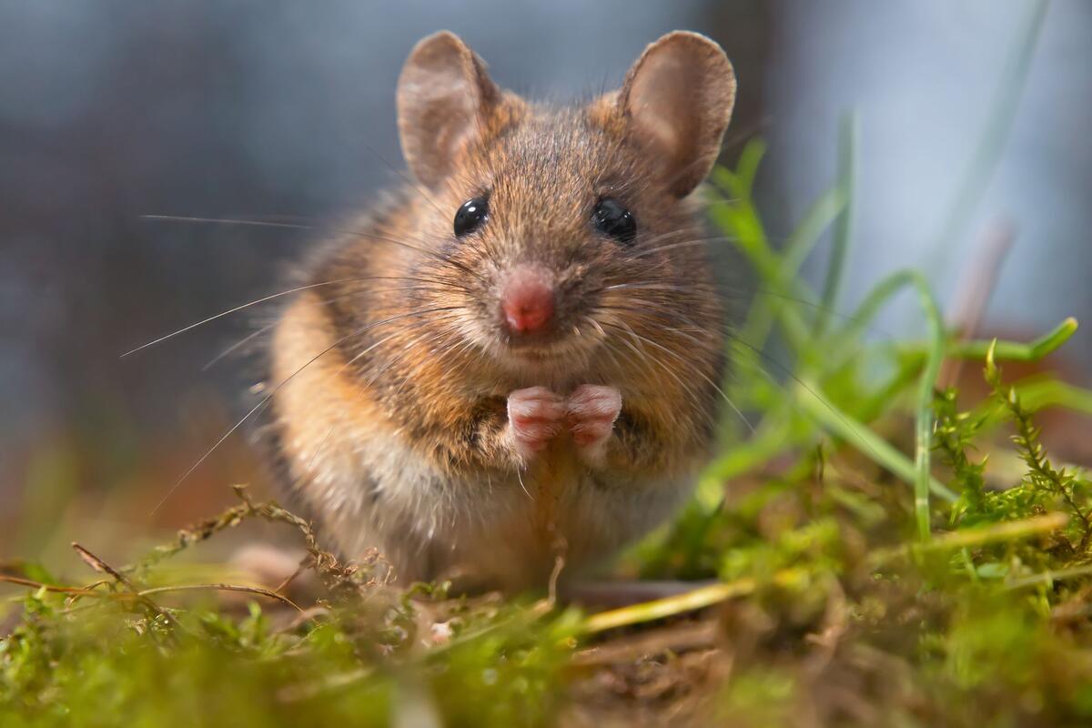 Сонник крыса: к чему снятся крысы во сне по соннику Астроскоп