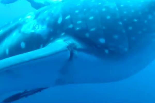 Дайверы спасли кита в открытом море 