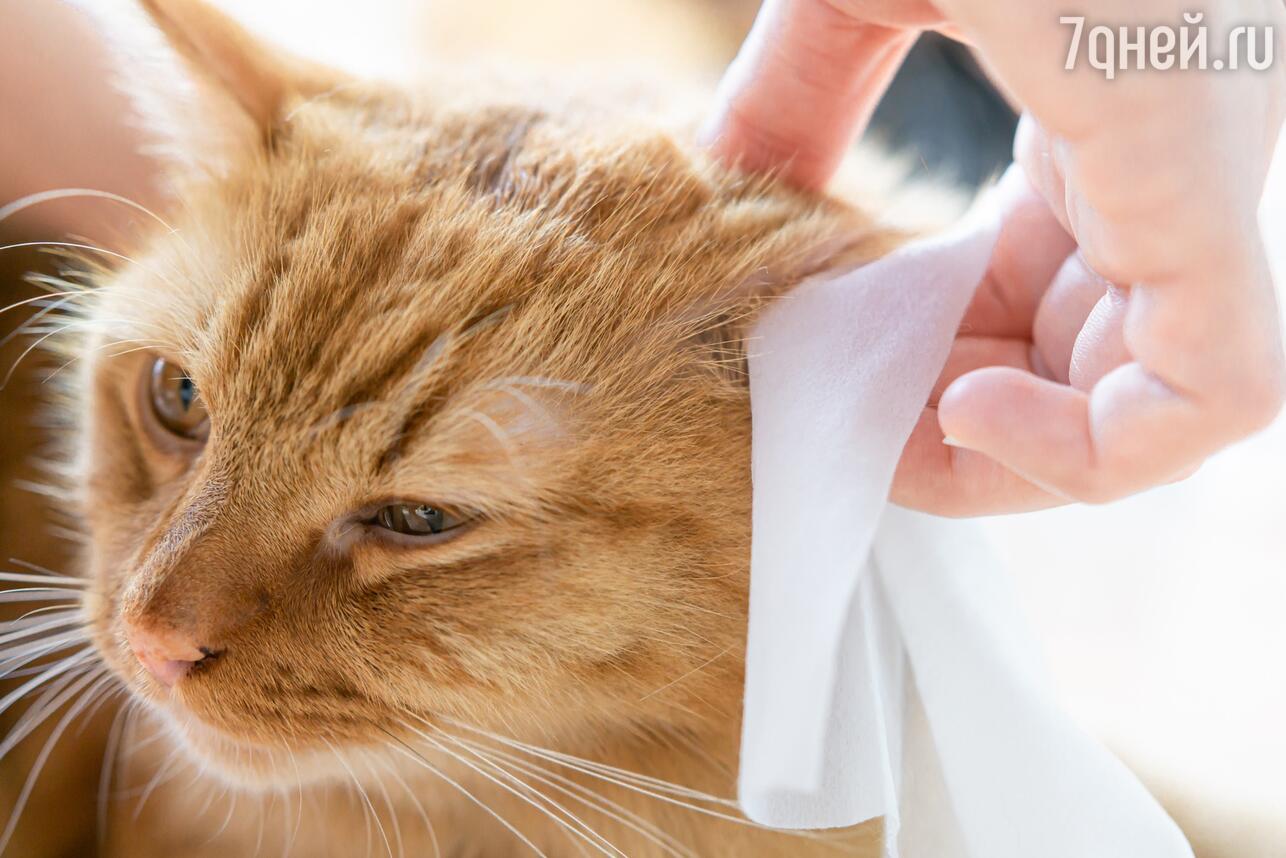 Как почистить уши собаке или кошке