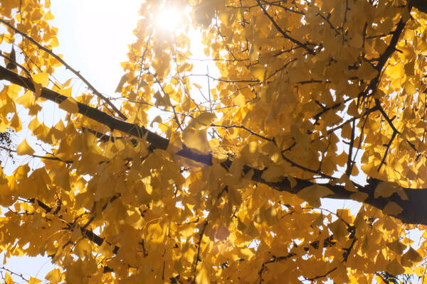 Названы точные даты бабьего лета в 2025 году — вот сколько будет солнечных дней