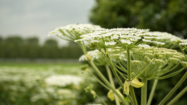 Назван рабочий способ борьбы с борщевиком — должен знать каждый дачник