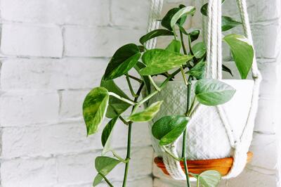 Чудеса да и только: 5 растений, которые могут расти вообще без земли