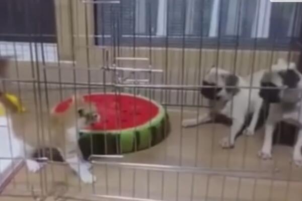 Кто в доме хозяин?