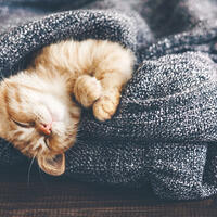 Как отучить котенка кусаться: дрессируем «усатого» самостоятельно