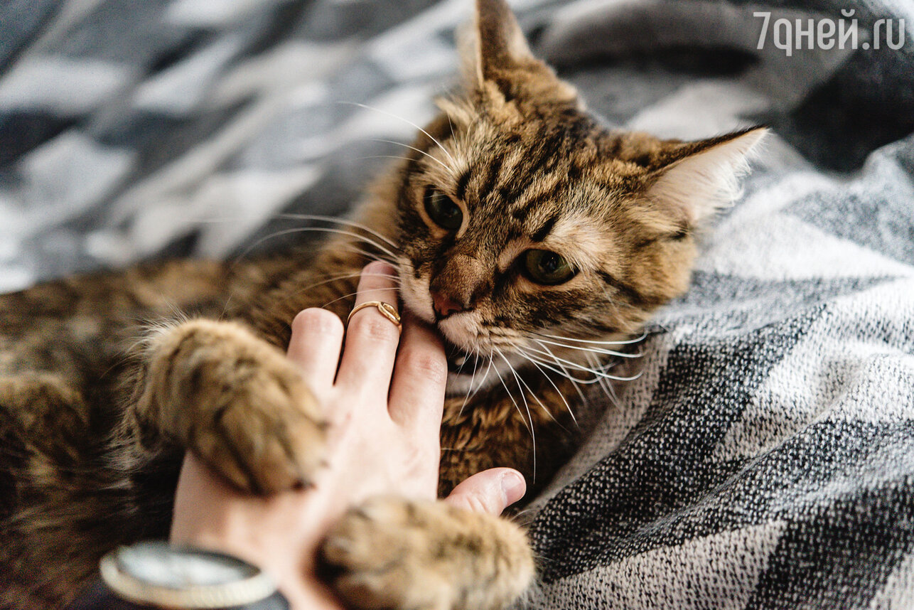 Как отучить котенка кусаться: дрессируем «усатого» самостоятельно - 7Дней.ру