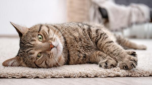 Как избавиться от запаха кошачьей мочи в квартире: топ простых способов