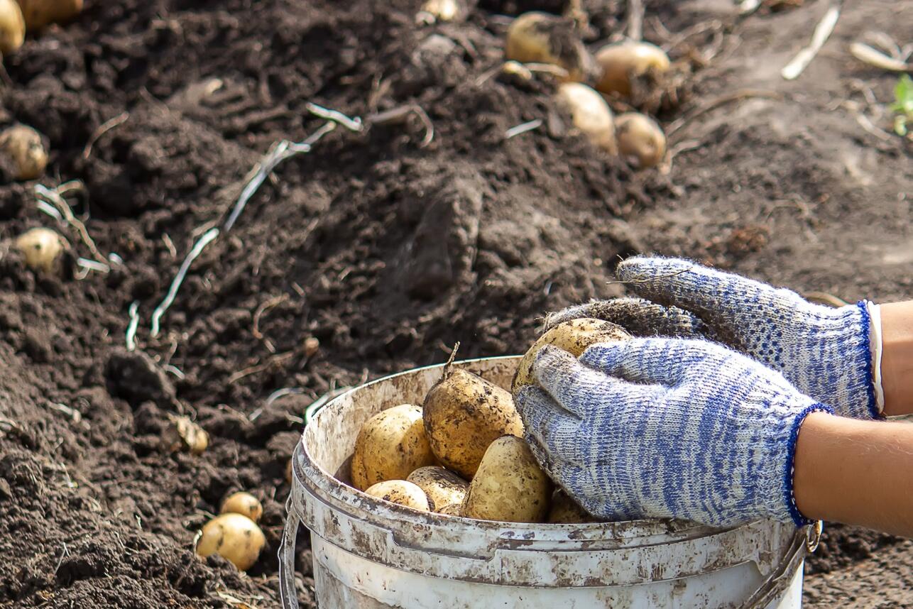 Р&mdash;Р&deg;Р&plusmn;СѓРґСЊС&sbquo;Р&micro; РїСЂРѕ РѕРєСѓС&Dagger;РёРІР&deg;РЅРёР&micro; Рё Р&raquo;РѕРїР&deg;С&sbquo;Сѓ: СЂР&deg;СЃРєСЂС&lsaquo;С&sbquo; СЃР&micro;РєСЂР&micro;С&sbquo; В&laquo;Р&raquo;Р&micro;РЅРёРІРѕР№В&raquo; РїРѕСЃР&deg;РґРєРё РєР&deg;СЂС&sbquo;РѕС&bdquo;Р&micro;Р&raquo;СЏ