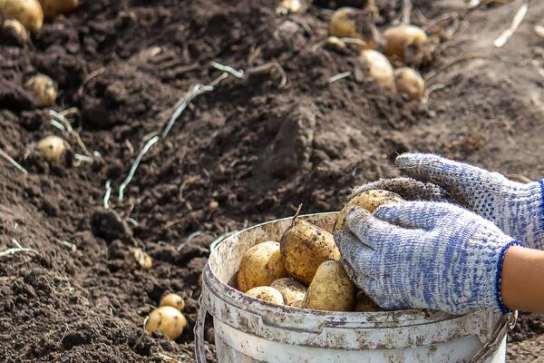 Забудьте про окучивание и лопату: раскрыт секрет «ленивой» посадки картофеля