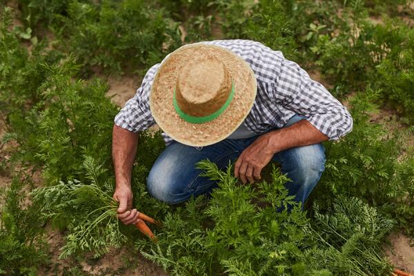 Поберегите спину: как избавить себя от долгой утомительной прополки