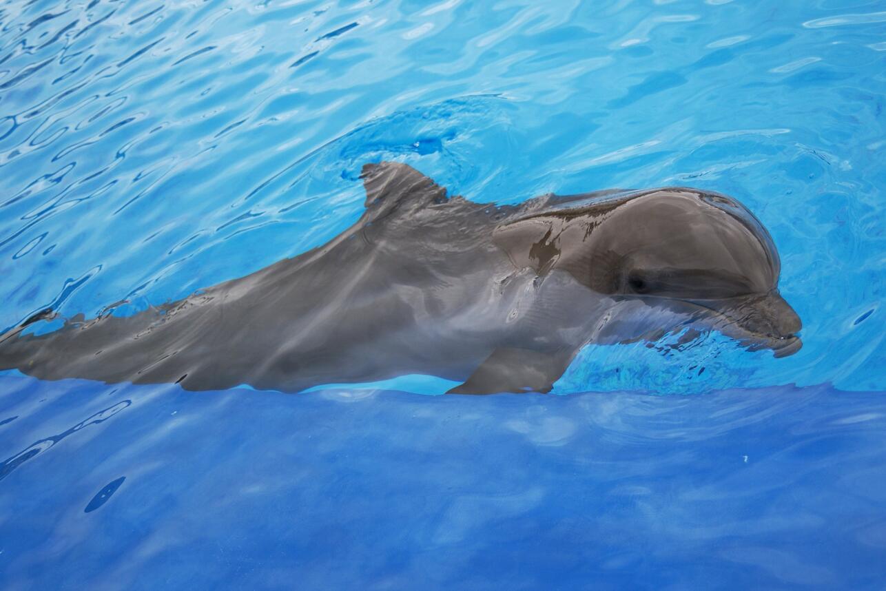 Почему дельфины выпрыгивают из воды: главные причины