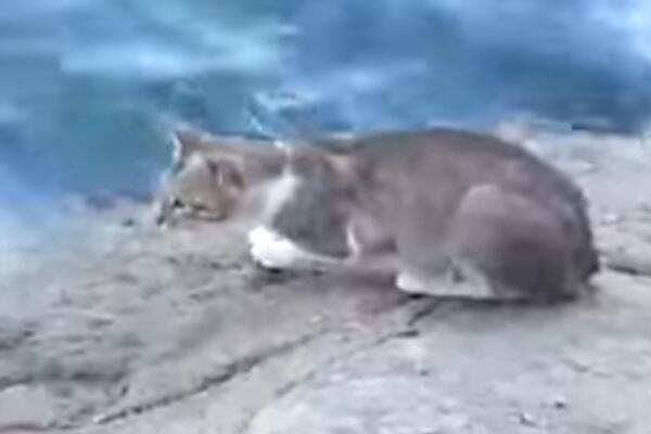 Как поймать рыбу без удочки