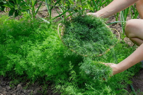 Бросьте семена в снег: как обмануть природу и собрать первый урожай укропа уже в мае