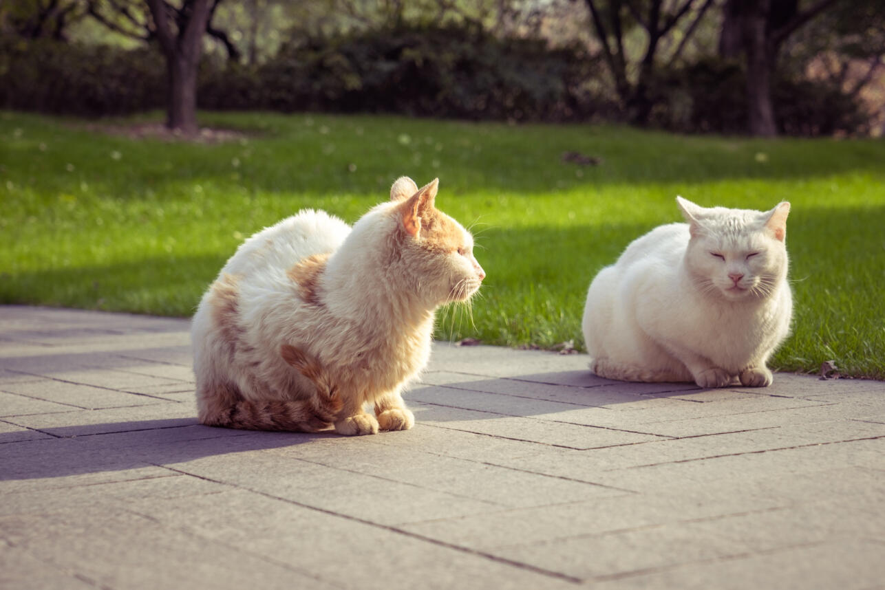 РќР&micro;Р&middot;РІР&deg;РЅС&lsaquo;Р&micro; С&hellip;РІРѕСЃС&sbquo;С&lsaquo;: РєР&deg;Рє Р&plusmn;Р&micro;Р&middot; РѕР&plusmn;РёРґ РїСЂРѕРіРЅР&deg;С&sbquo;СЊ СЃ СѓС&Dagger;Р&deg;СЃС&sbquo;РєР&deg; С&Dagger;СѓР&para;РёС&hellip; РєРѕС&sbquo;РѕРІ, РїРѕСЂС&sbquo;СЏС&permil;РёС&hellip; РіСЂСЏРґРєРё Рё РѕС&sbquo;РЅРѕС&euro;Р&micro;РЅРёСЏ СЃ СЃРѕСЃР&micro;РґСЏРјРё