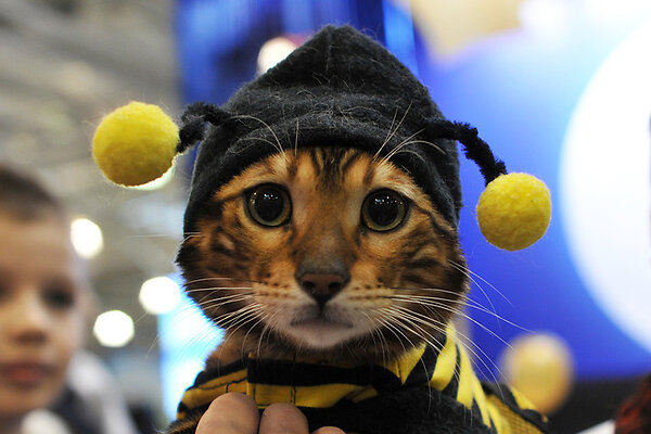 Выиграй билеты на международную выставку кошек!