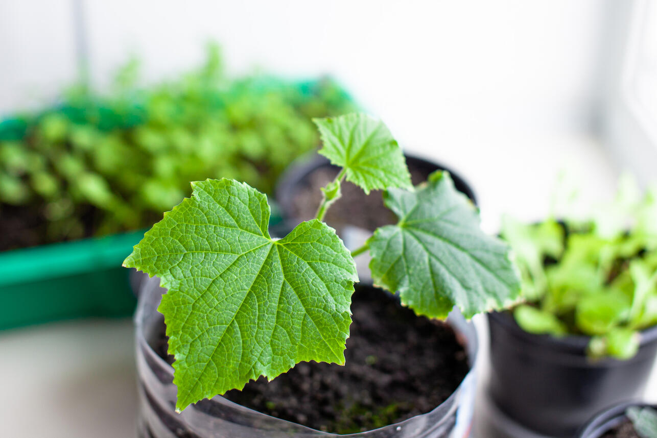 20 РєРёР&raquo;РѕРіСЂР&deg;РјРјРѕРІ СЃ РѕРґРЅРѕРіРѕ РєСѓСЃС&sbquo;Р&deg;: СЌС&sbquo;РѕС&sbquo; СЃРѕСЂС&sbquo; РѕРіСѓСЂС&dagger;РѕРІ РґР&deg;С&Dagger;РЅРёРєРё С&dagger;Р&micro;РЅСЏС&sbquo; Р&plusmn;РѕР&raquo;СЊС&euro;Р&micro; РІСЃР&micro;РіРѕ