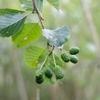 Начался аллергосезон: на пыльцу каких растений уже идет реакция