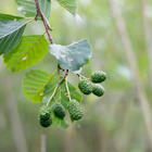 Начался аллергосезон: на пыльцу каких растений уже идет реакция