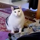 Психолог объяснила, почему люди любят смотреть мемы с котиками