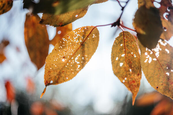 Вильфанд рассказал о погоде на неделе с 25 по 29 августа — осень наступила раньше