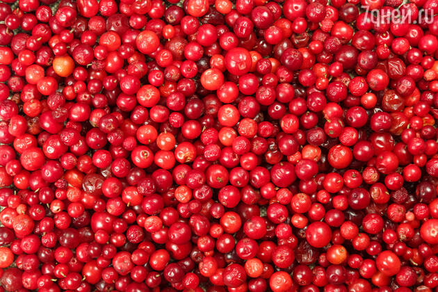 Вкус и польза брусники. фото