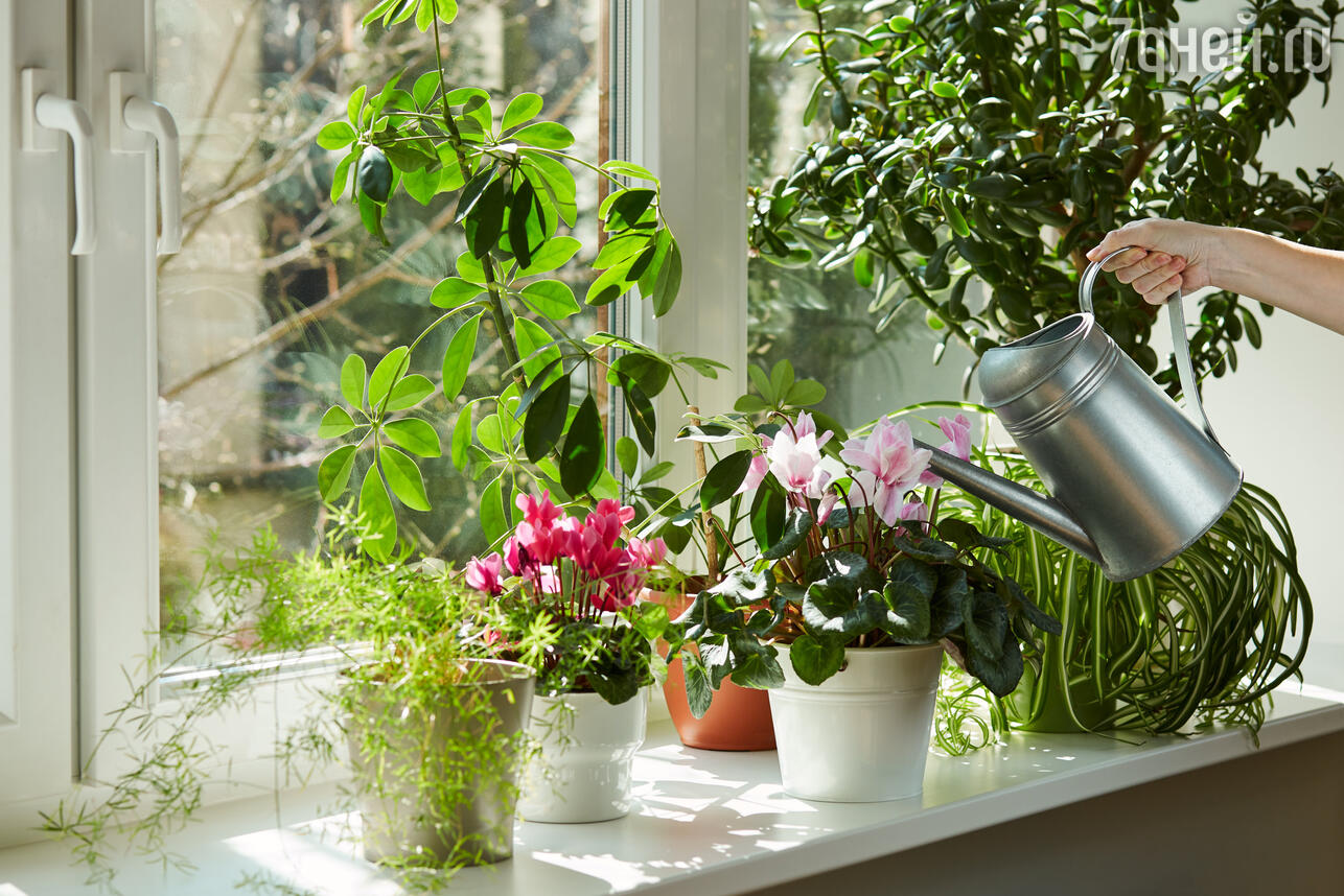 5 лучших приложений по уходу за домашними растениями — INMYROOM