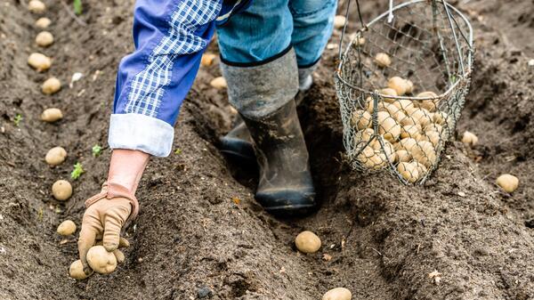 Дачникам объяснили, сколько лет можно выращивать картофель на одном месте