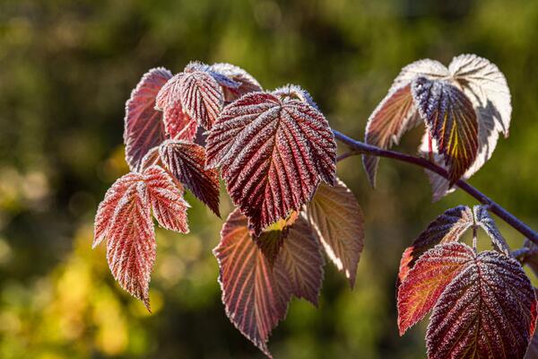 До –5 градусов: в Гидрометцентре предупредили о первых заморозках